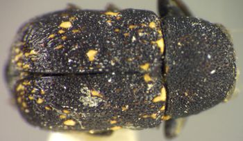 Media type: image;   Entomology 8405 Aspect: habitus dorsal view